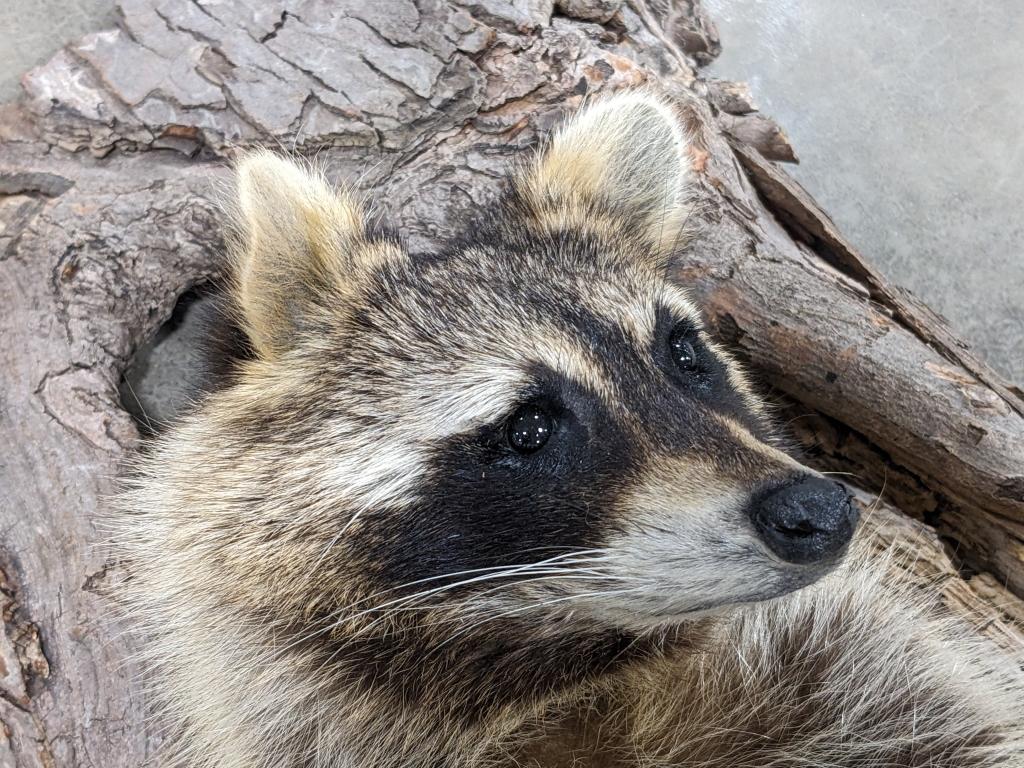 Racoon Half Body Mount Emerging from a Tree