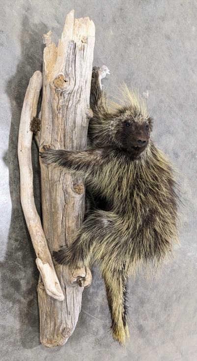 Full Body Upright Porcupine Taxidermy w Drift Wood