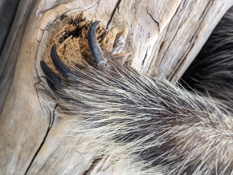 Full Body Upright Porcupine Taxidermy w Drift Wood