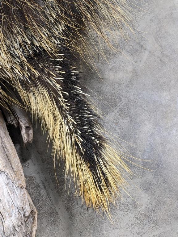 Full Body Upright Porcupine Taxidermy w Drift Wood