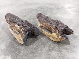 Pair of American Alligator Head Mounts