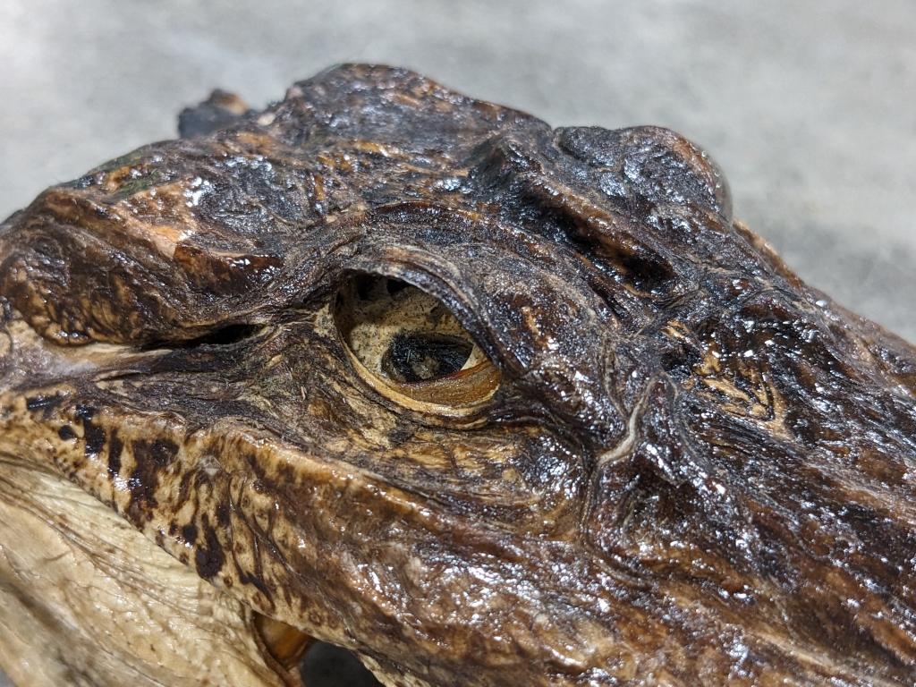 Pair of American Alligator Head Mounts