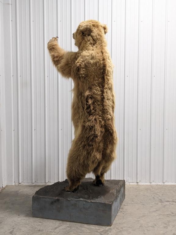 Full Body Upright Grizzly Bear Mount