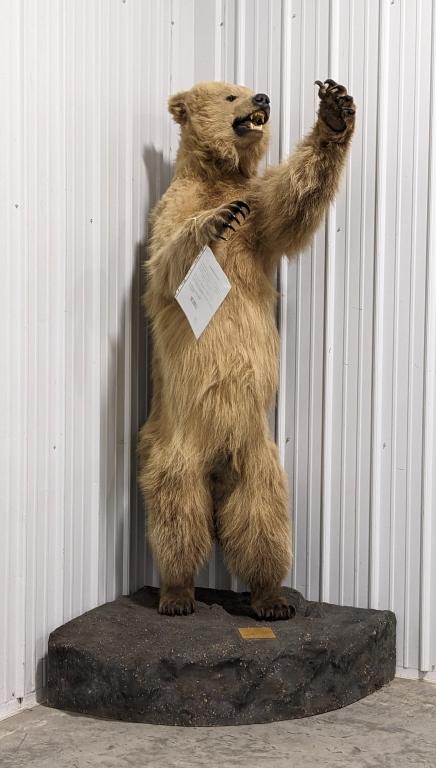 Full Body Upright Grizzly Bear Mount