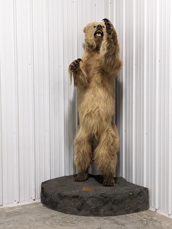 Full Body Upright Grizzly Bear Mount