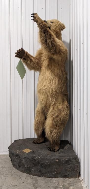 Full Body Upright Grizzly Bear Mount