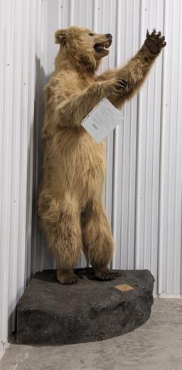 Full Body Upright Grizzly Bear Mount