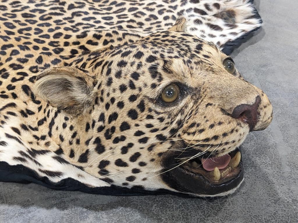 Large Full Body African Leopard Pelt Rug on Mat