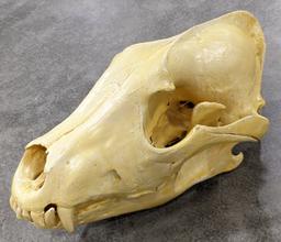 African Wild Dog Skull Mount