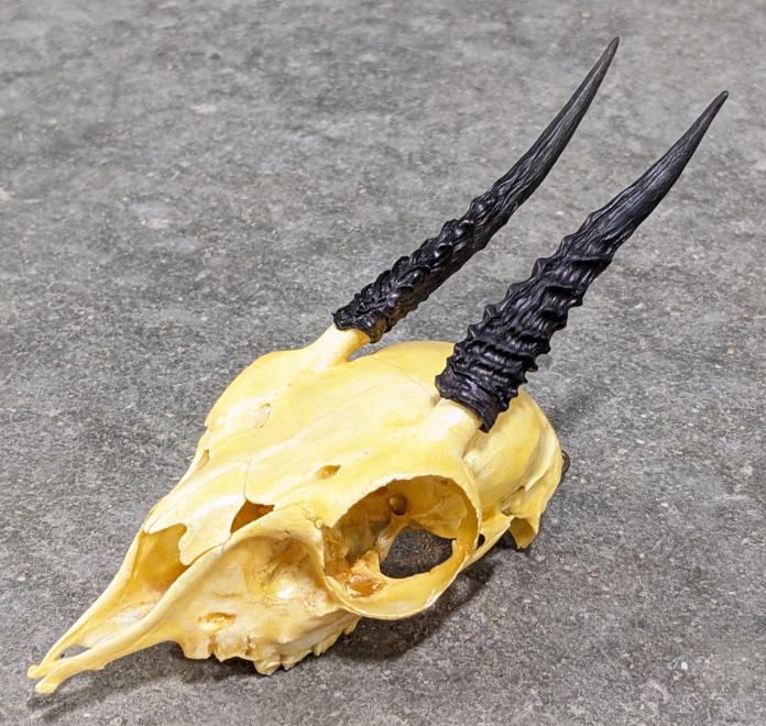 African Duiker Antelope Skull Mount