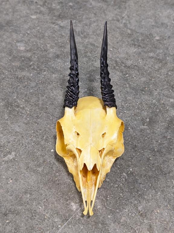 African Duiker Antelope Skull Mount