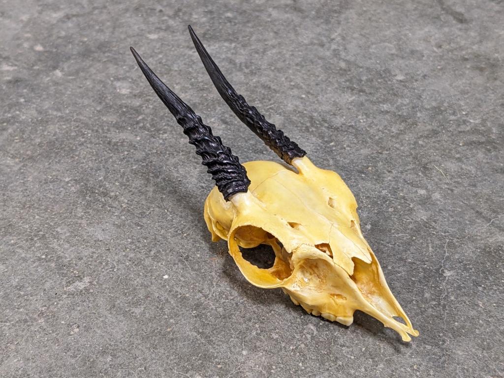 African Duiker Antelope Skull Mount