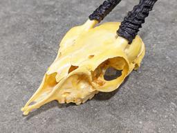 African Duiker Antelope Skull Mount