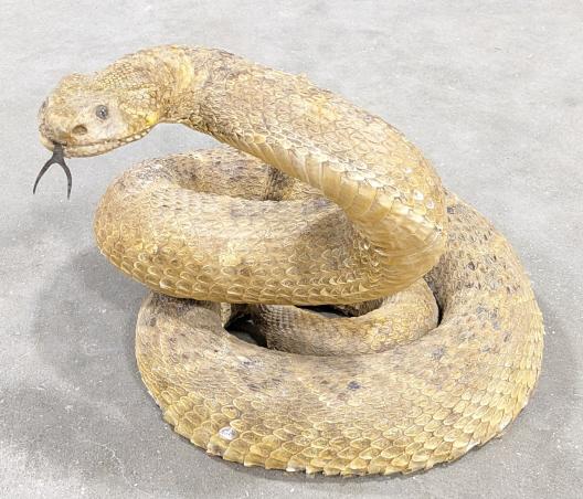 Coiled & Poised Full Body Rattlesnake Taxidermy