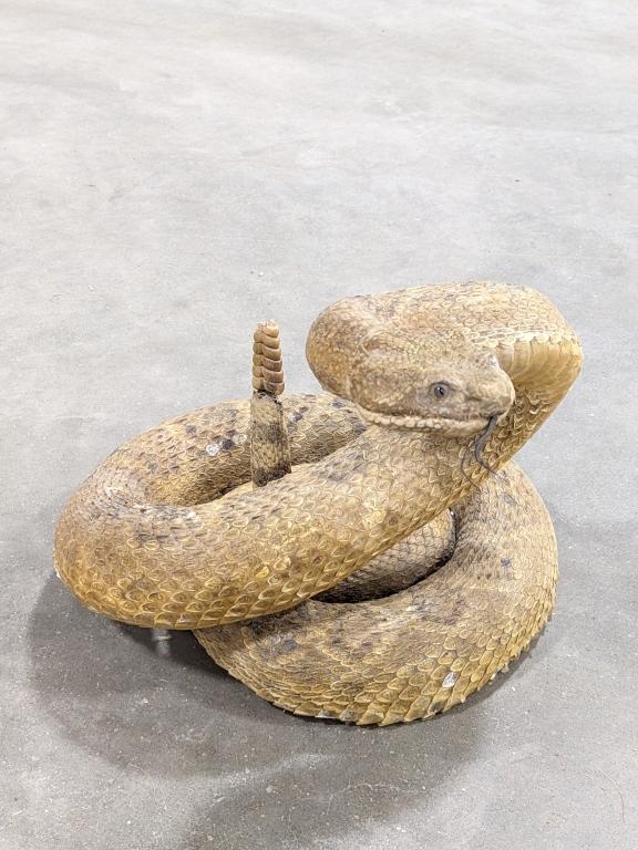 Coiled & Poised Full Body Rattlesnake Taxidermy