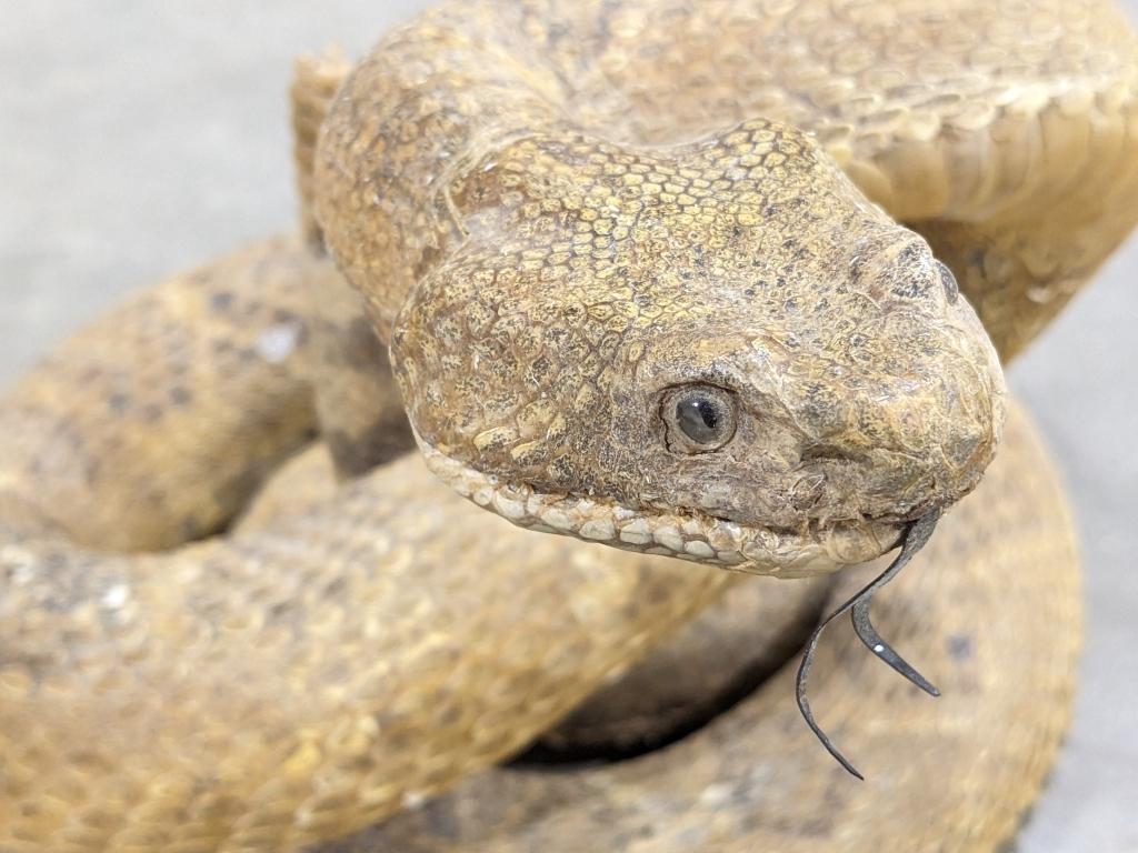 Coiled & Poised Full Body Rattlesnake Taxidermy