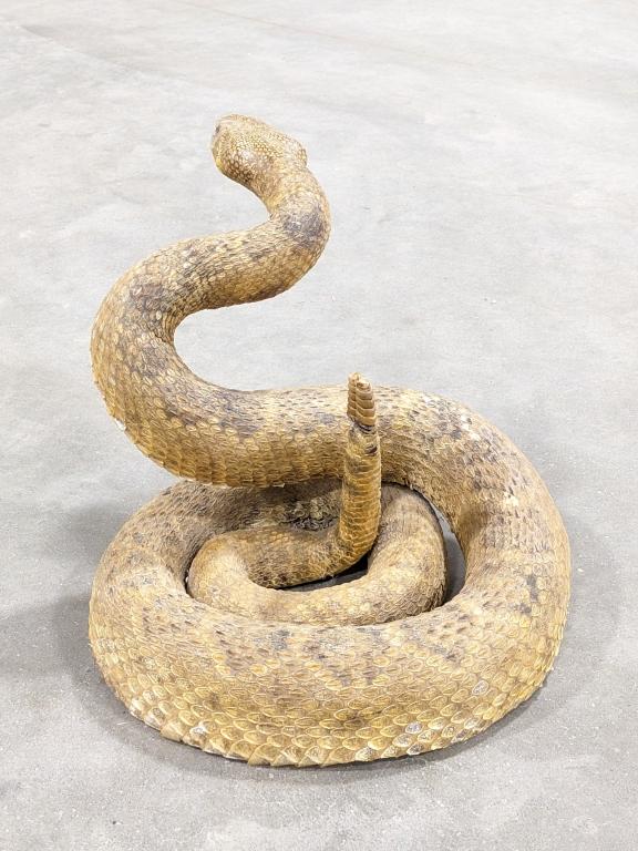 Coiled & Poised Full Body Rattlesnake Taxidermy