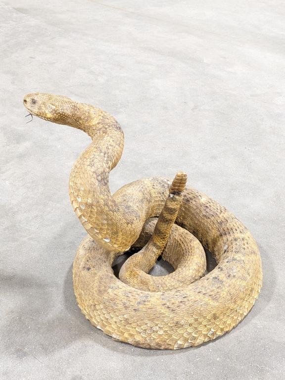 Coiled & Poised Full Body Rattlesnake Taxidermy