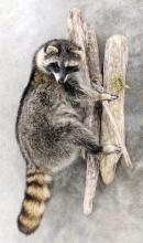 Full Body Upright Racoon Taxidermy w Drift Wood