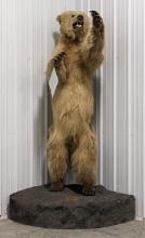 Full Body Upright Grizzly Bear Mount