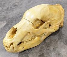 Very Large Brown Bear Skull Mount