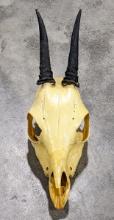 African Grey Duiker Antelope Skull Mount