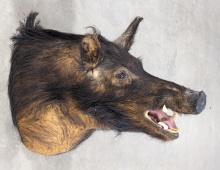 Large Wild Boar Taxidermy Shoulder Mount