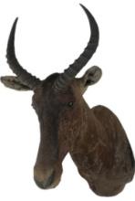 Tsessebe Antelope Shoulder Mount