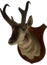 Baja California Pronghorn Shoulder Mount