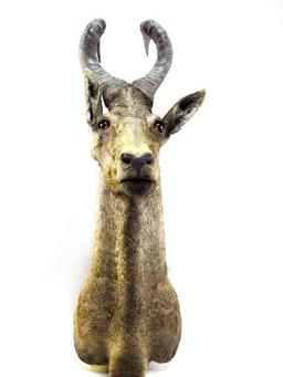 Lichtenstein Hartebeest Shoulder Mount