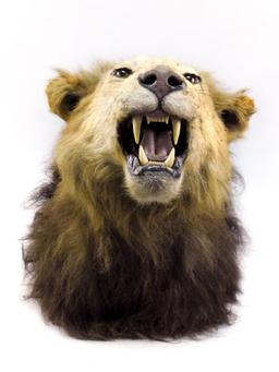 Lion Head Mount