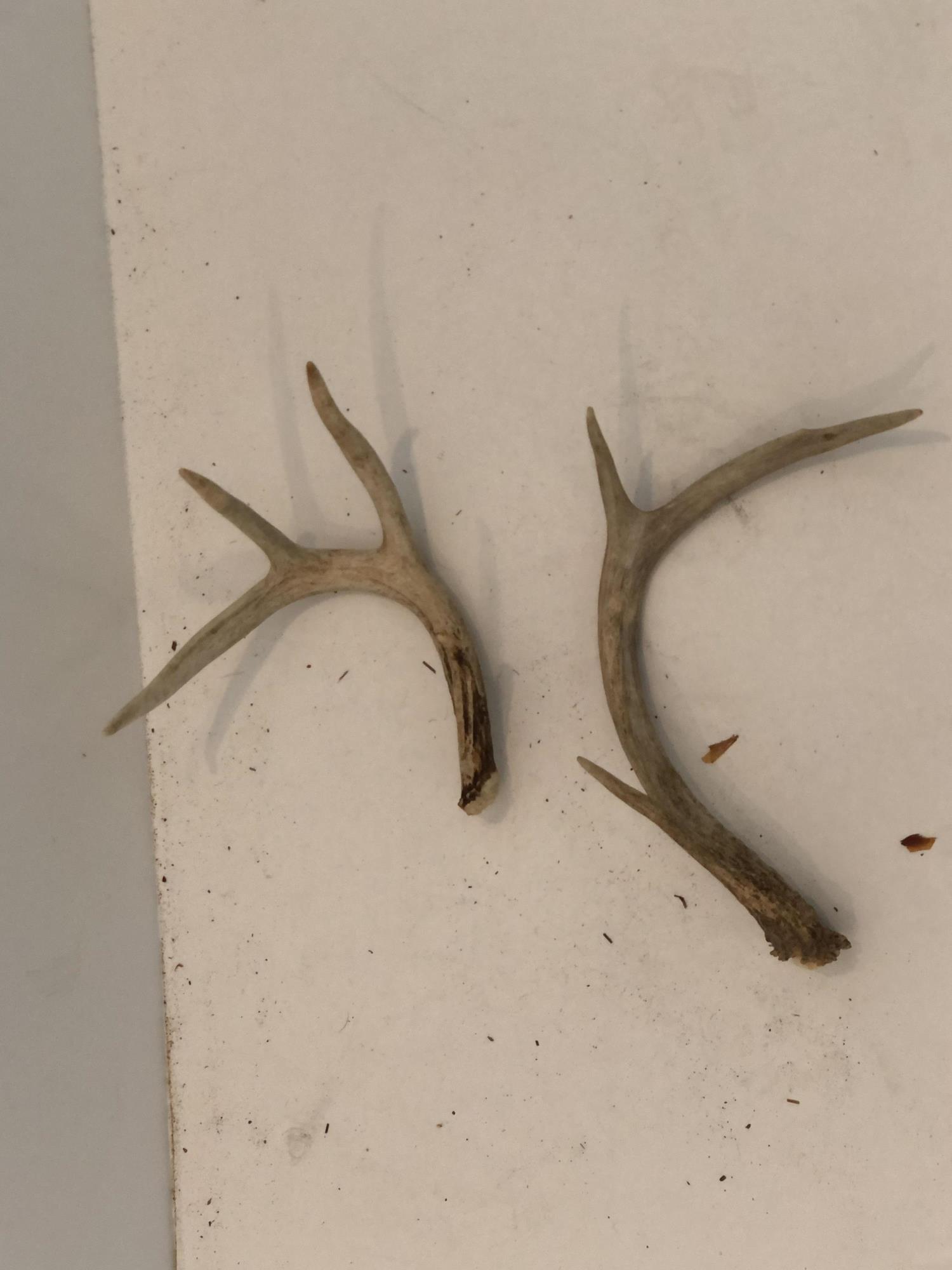 PAIR OF ANTLERS