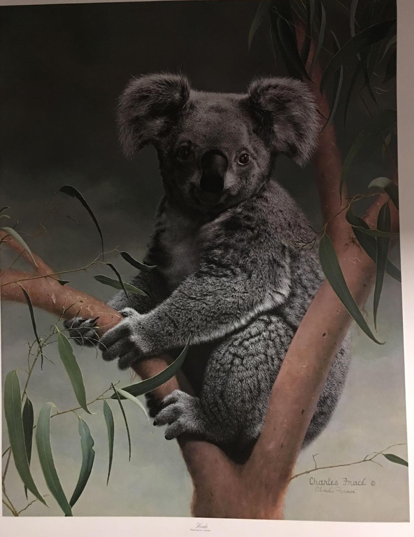 Koala Phascolarctos cinereus by CHarles Frace'