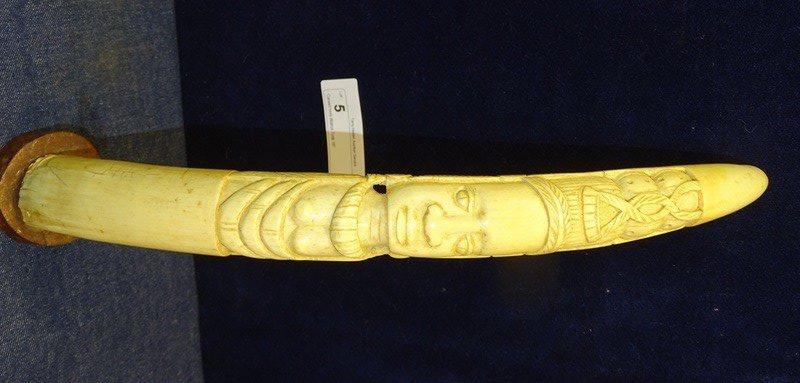 Carved Ivory Walrus Tusk 16"