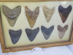 8 Megladon Sharks Teeth 3"-4" Long