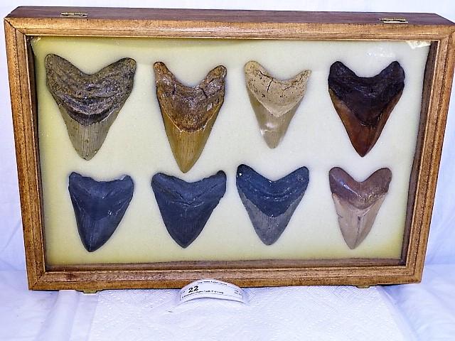 8 Megladon Sharks Teeth 3"-4" Long