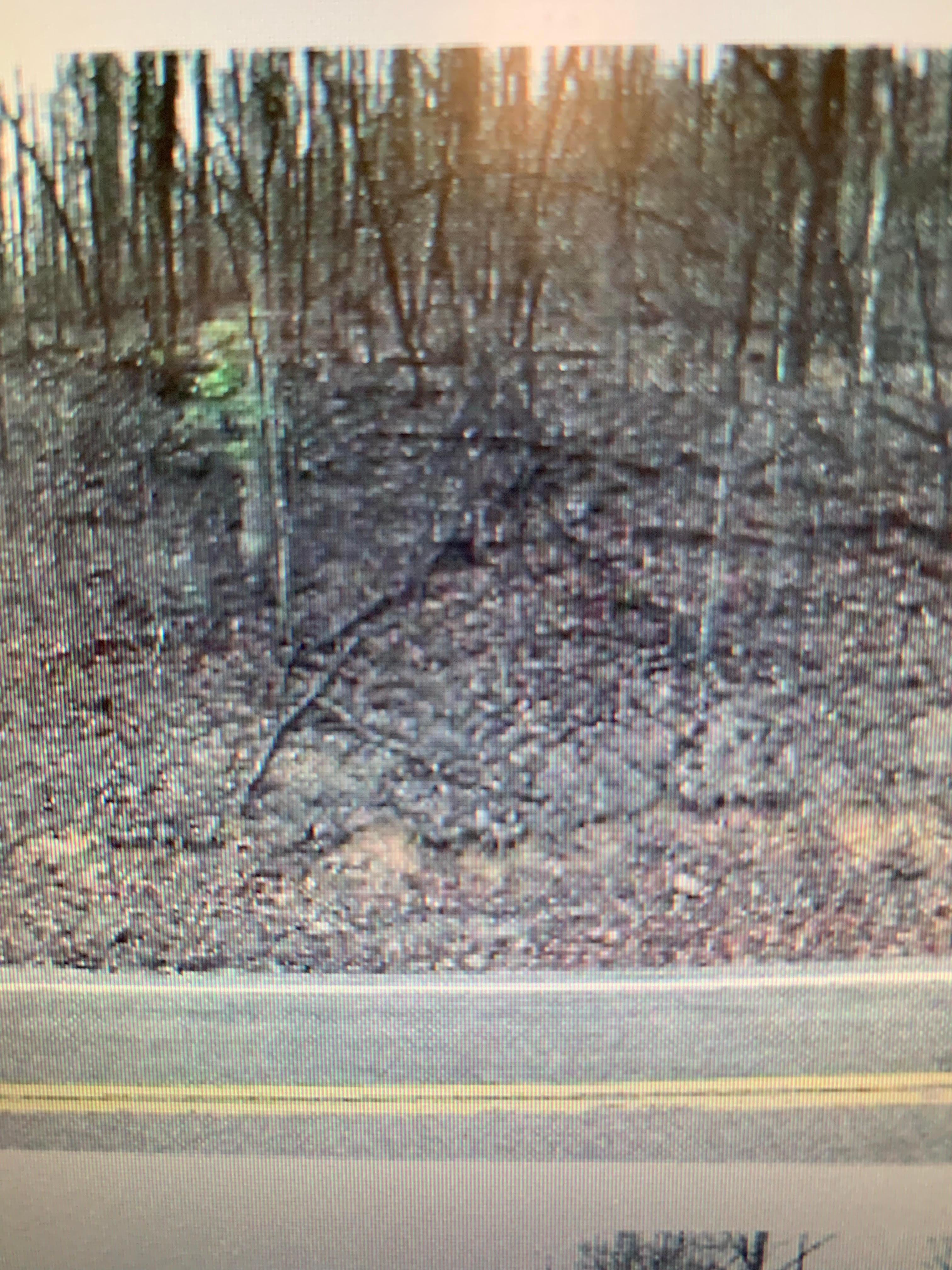 82.98 MOL Acres Beautiful Mountain Property