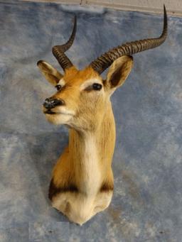 Mount African Kafue Flats Shoulder Mount, One of the lords finest antelope