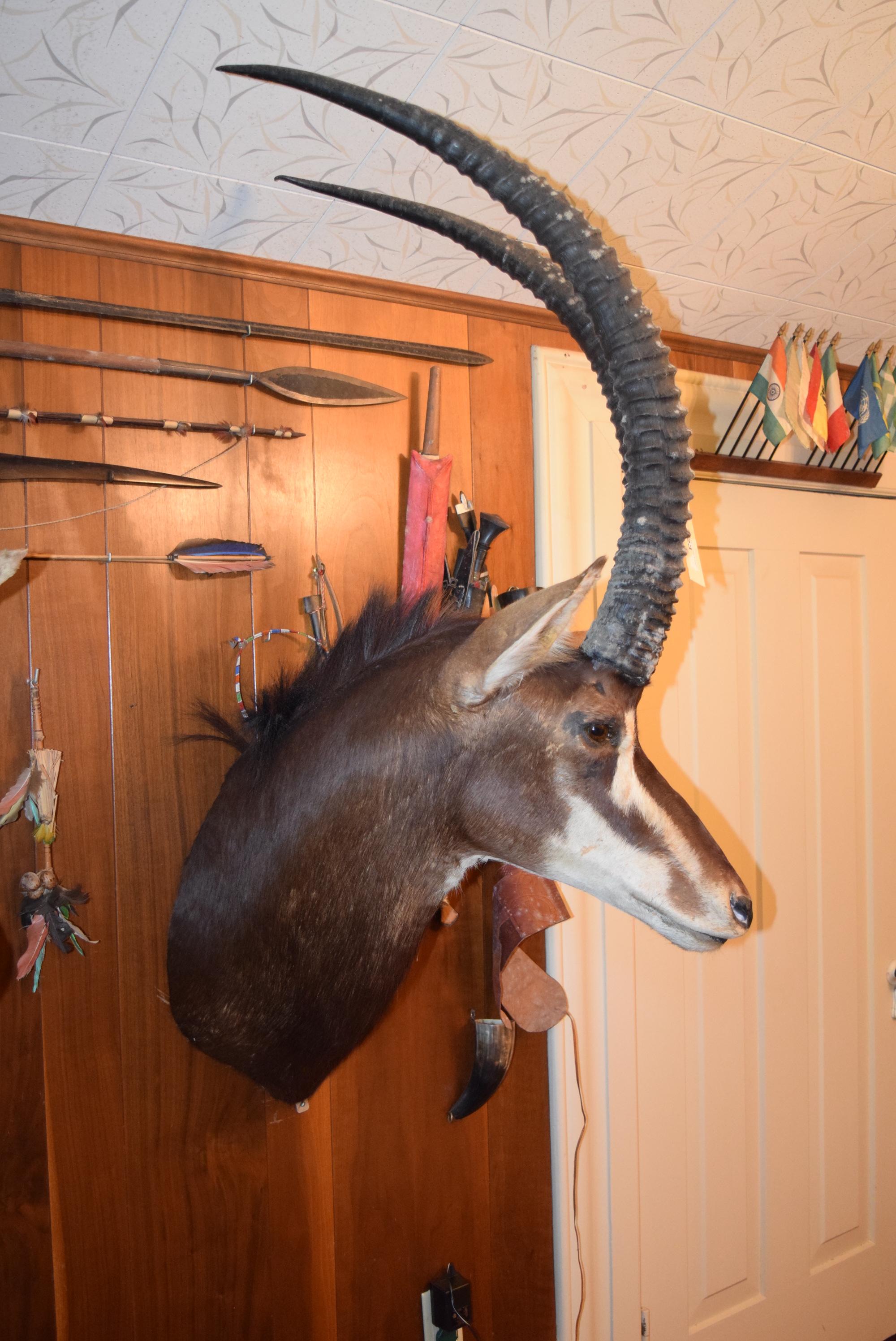 Sable Antelope