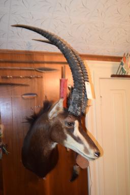 Sable Antelope