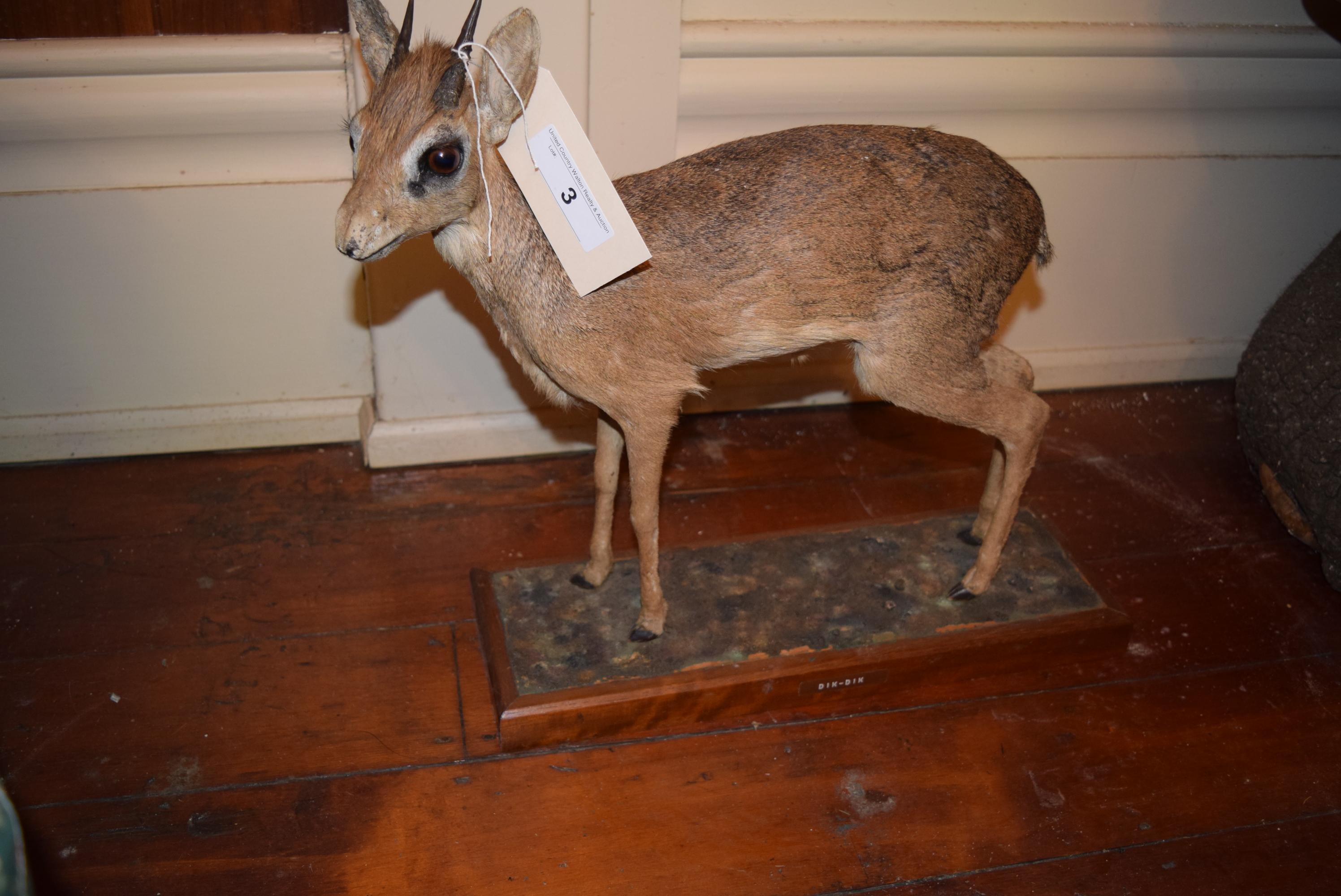 Dik Dik