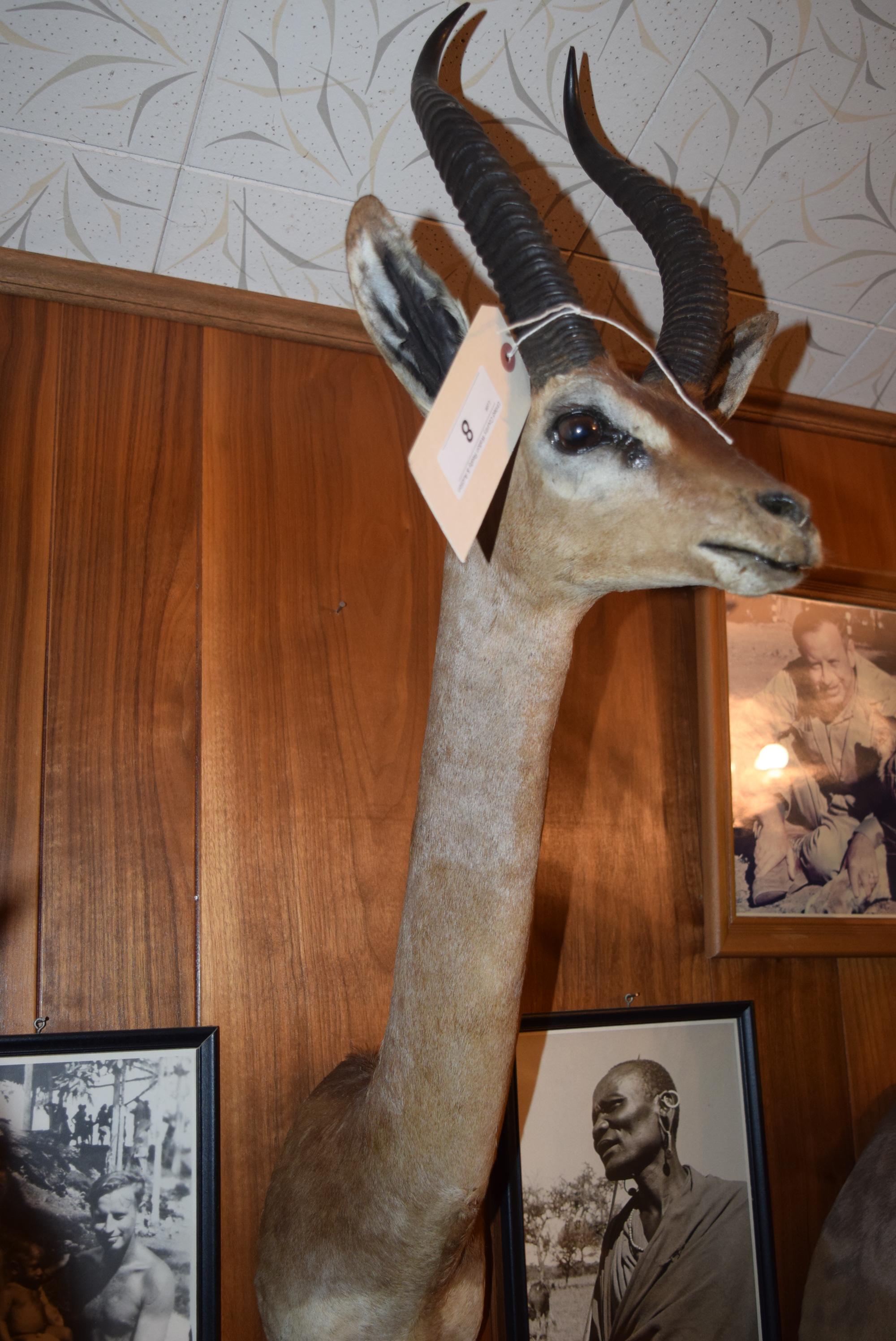 Gerenuk