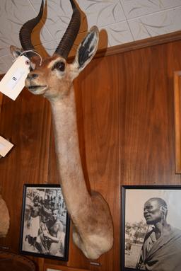 Gerenuk