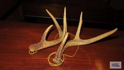 Pair of antlers