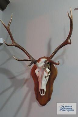 Mounted animal skull