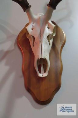 Mounted animal skull