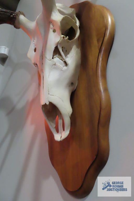 Mounted animal skull