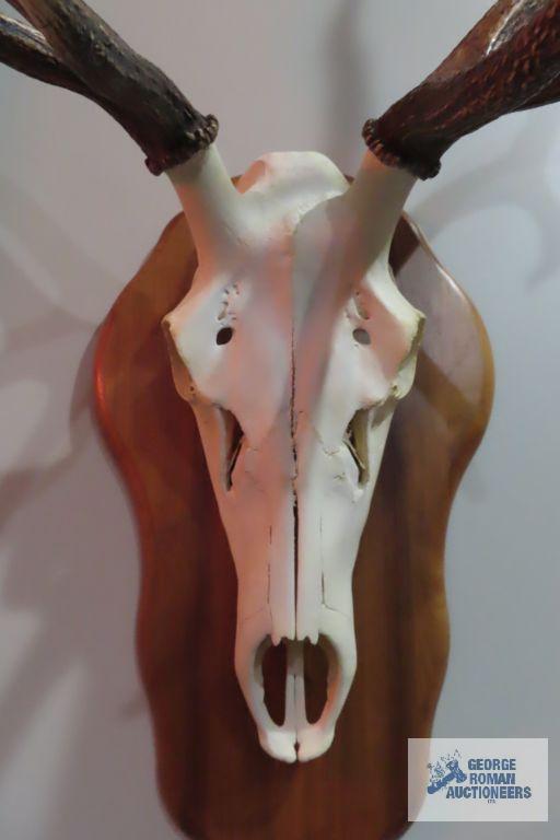 Mounted animal skull