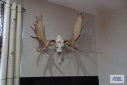 Mounted moose skull