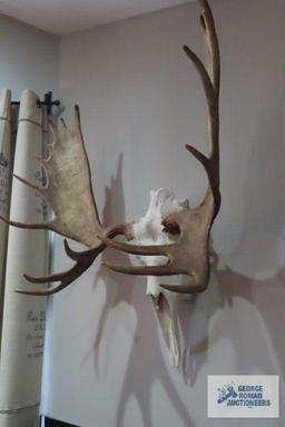 Mounted moose skull